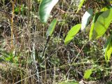 Day 4 - Hummocks - Blue Splotched Dragonfly perching